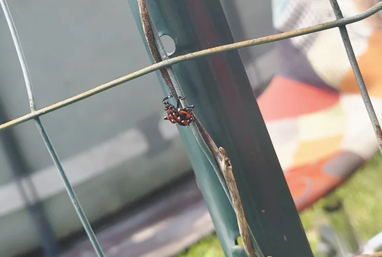 Bugging Out: Lanternflies Persist in the Ohio Valley